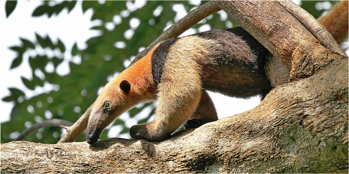 anteater 4906834 1280