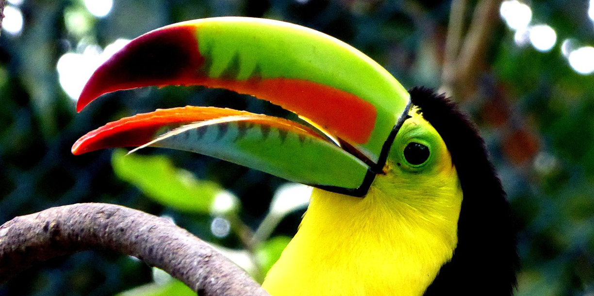 toucan 4240727 1280