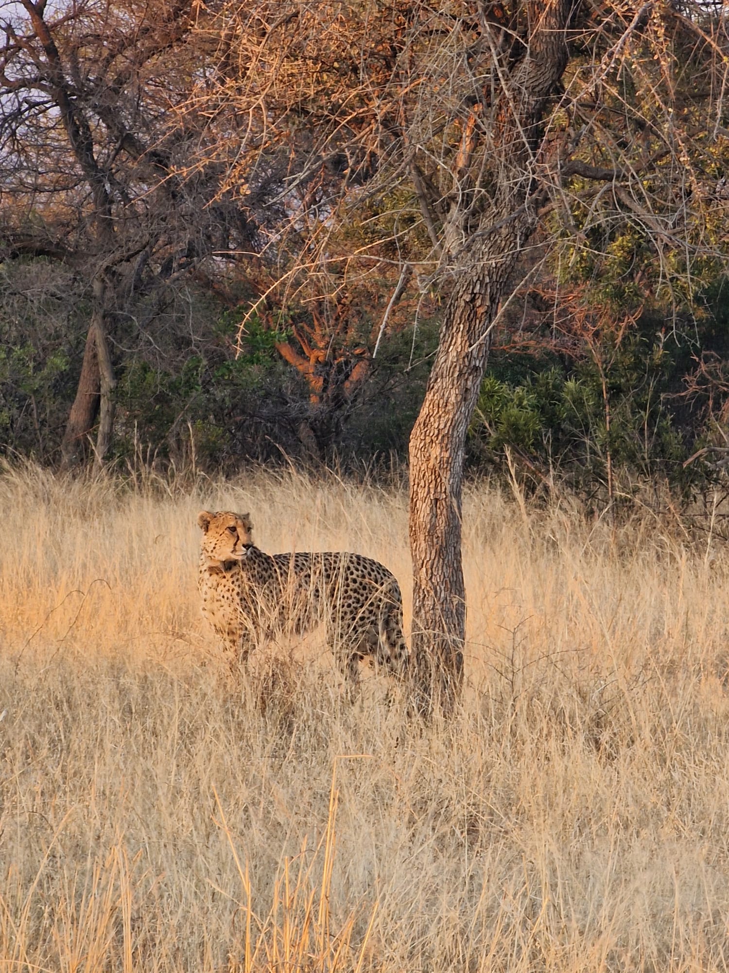 9f57bc2c 6b36 46dc bf71 fba2cb0ec466